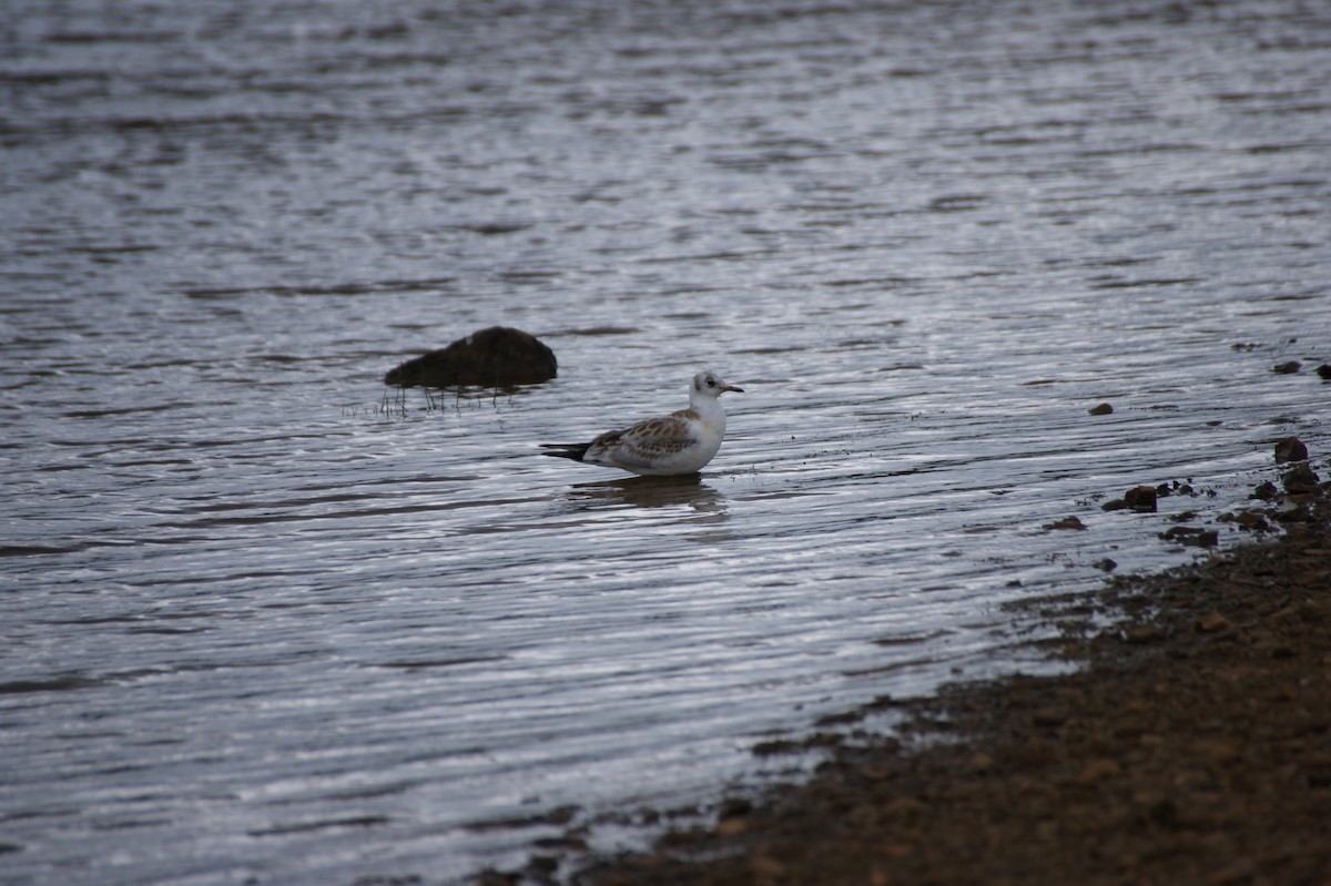 Antxeta mokogorria - ML642603058