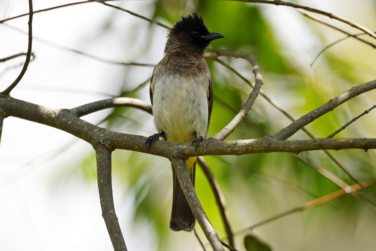 Common Bulbul (Dark-capped) - ML642603061