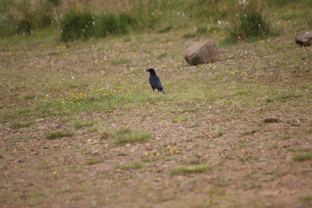 Belabeltza - ML642603065