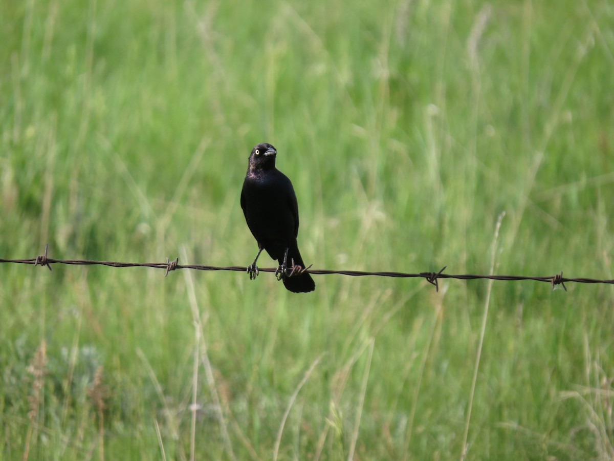 Brewer's Blackbird - ML642603070