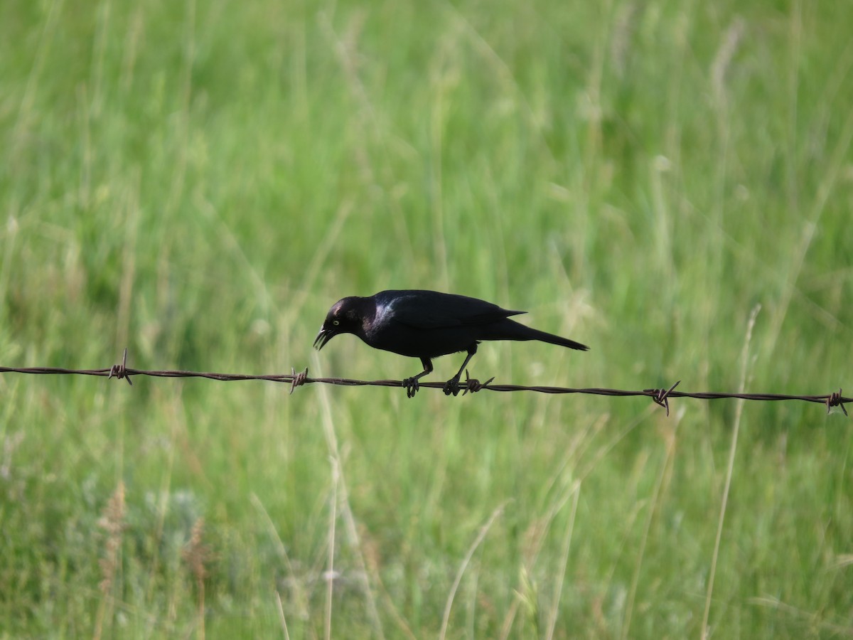 Brewer's Blackbird - ML642603071