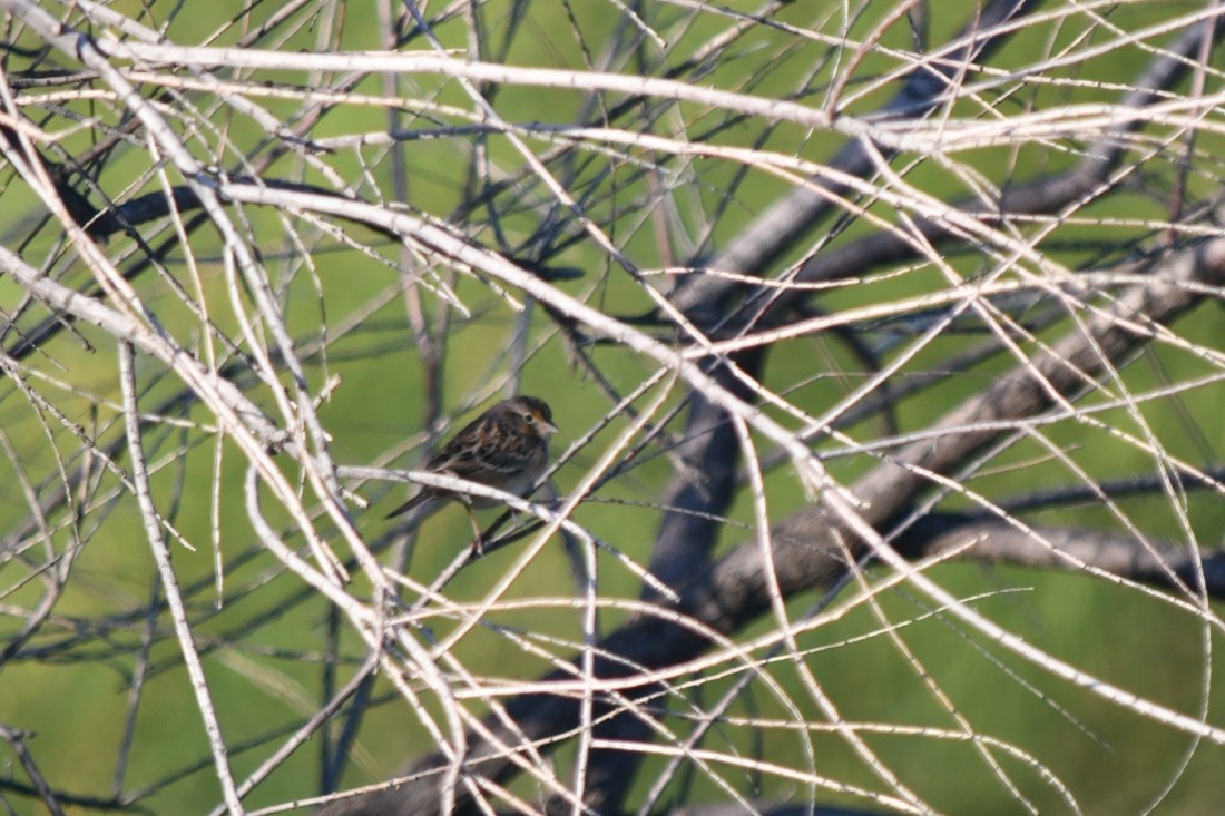 Grasshopper Sparrow - ML642603104