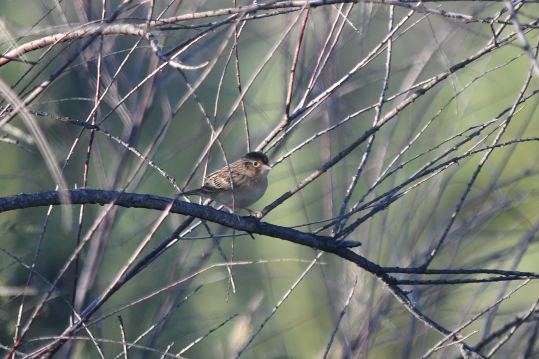 Grasshopper Sparrow - ML642603105