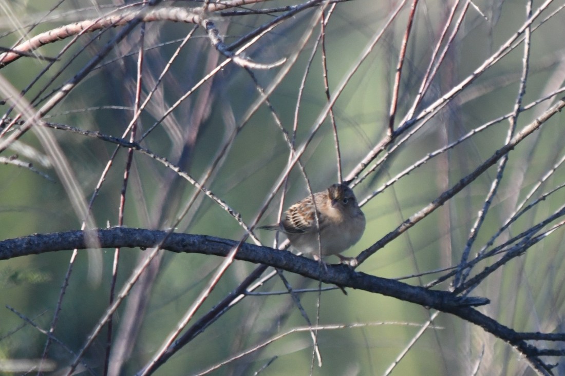 Grasshopper Sparrow - ML642603106