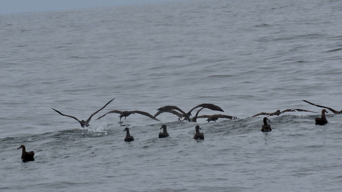 albatros černonohý - ML642603127