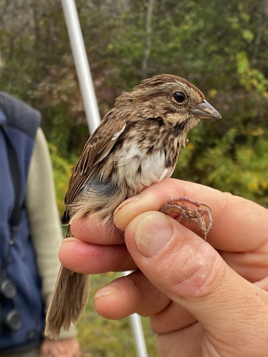 Song Sparrow (melodia/atlantica) - ML642603135