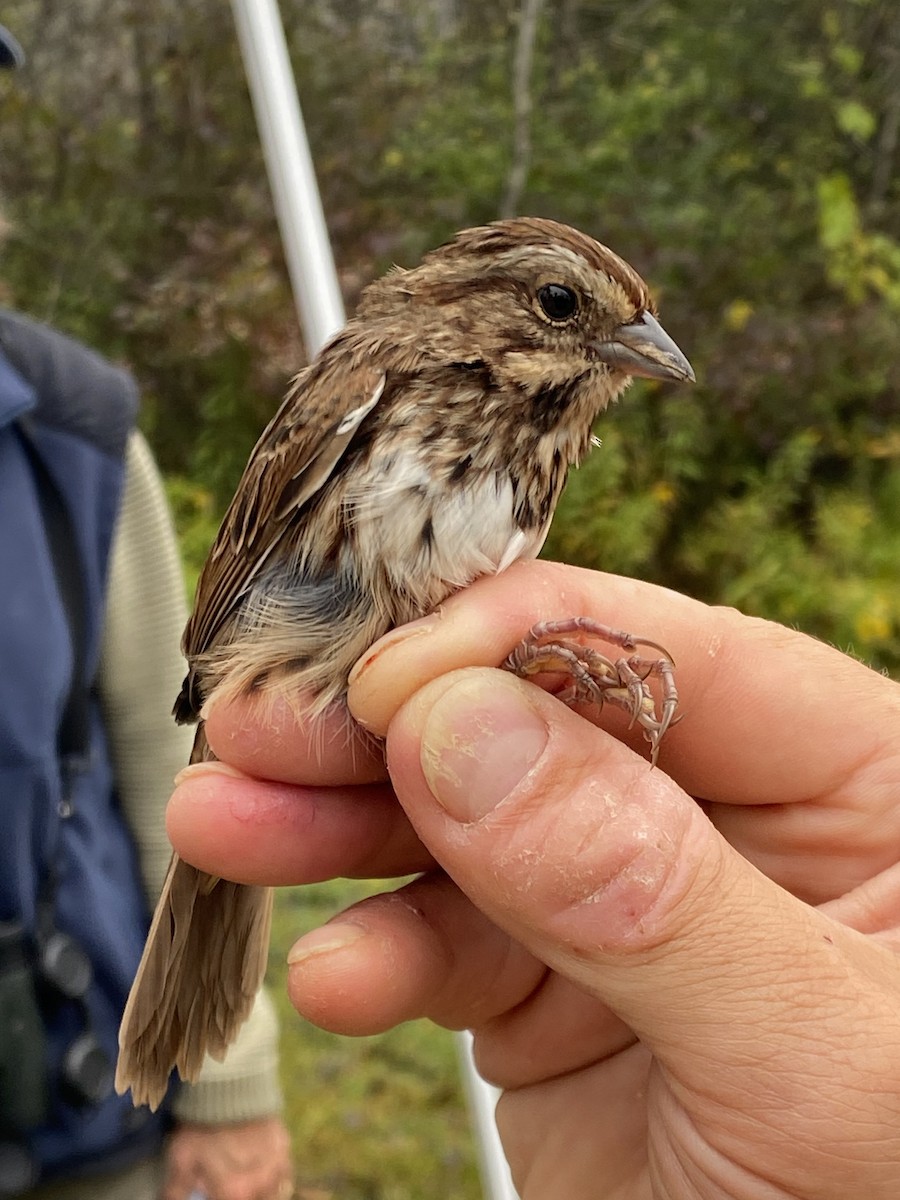 Song Sparrow (melodia/atlantica) - ML642603136