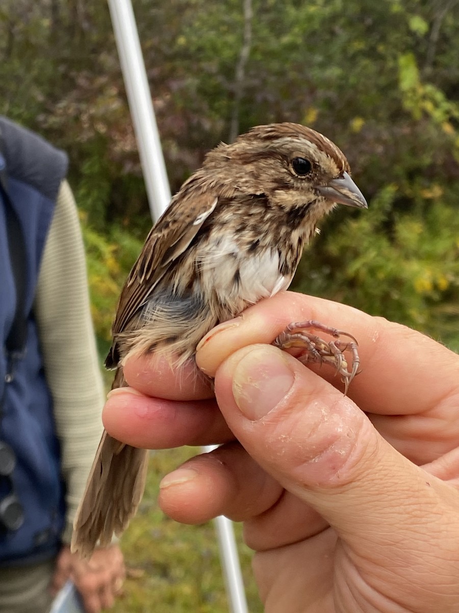 Song Sparrow (melodia/atlantica) - ML642603137