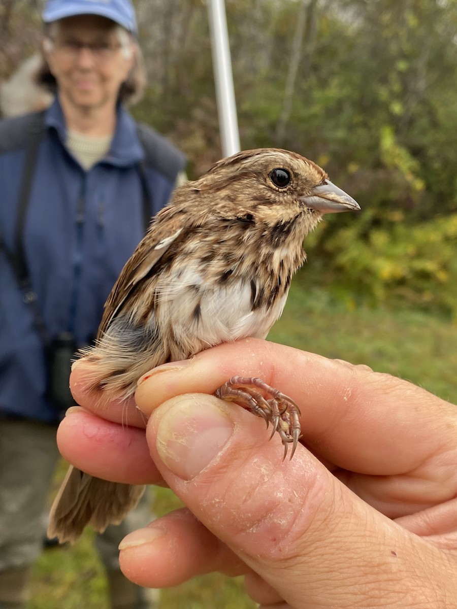 Song Sparrow (melodia/atlantica) - ML642603138