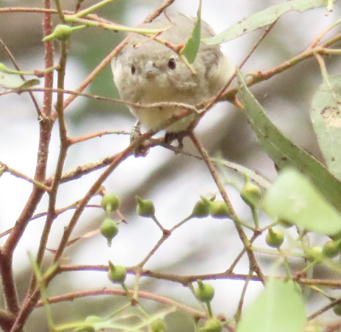 Lucy's Warbler - ML642603144
