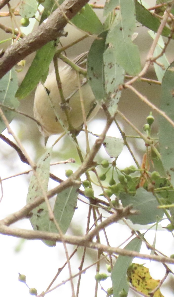 Lucy's Warbler - ML642603145