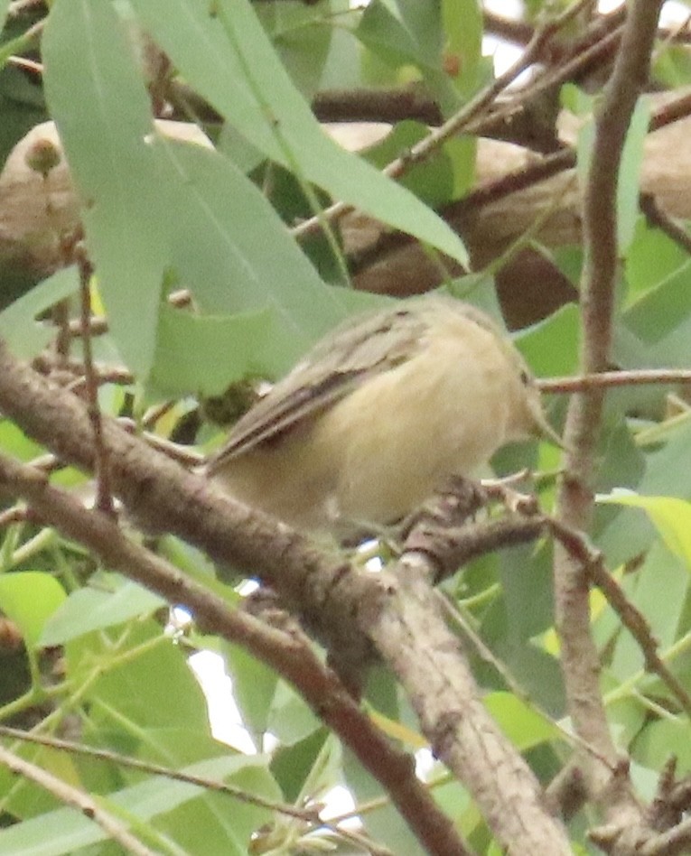Lucy's Warbler - ML642603146