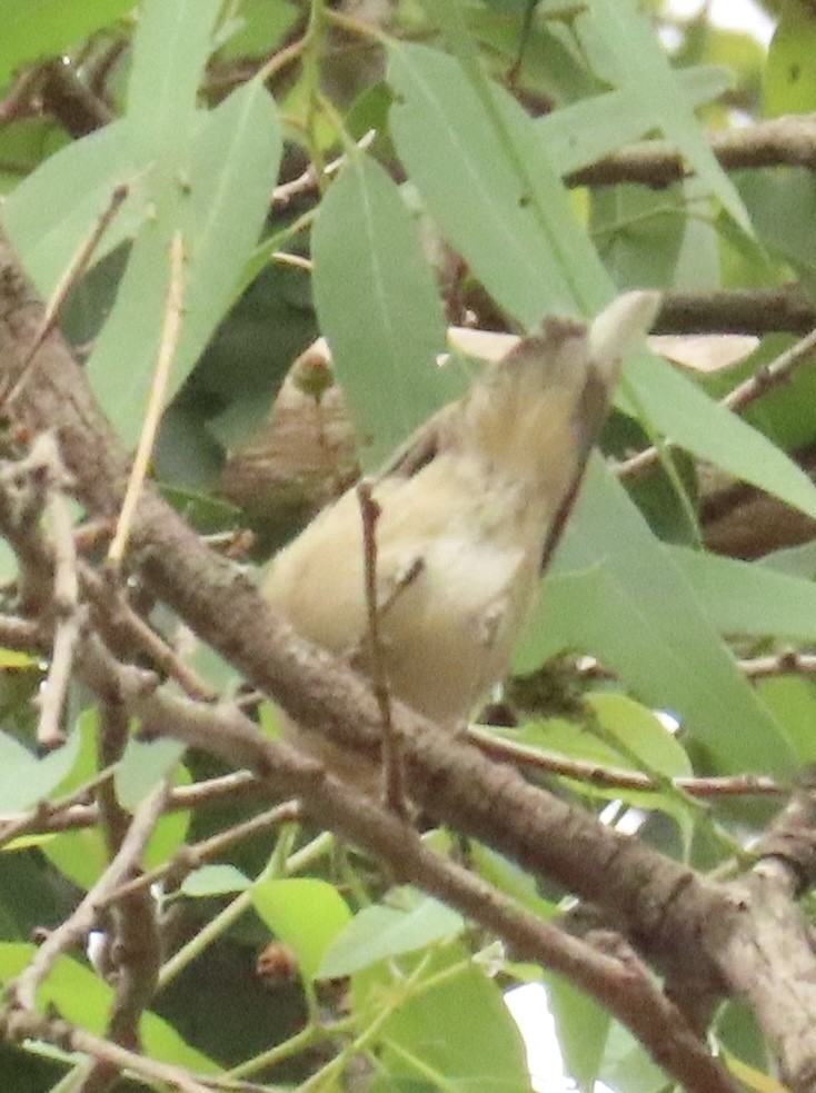 Lucy's Warbler - ML642603147