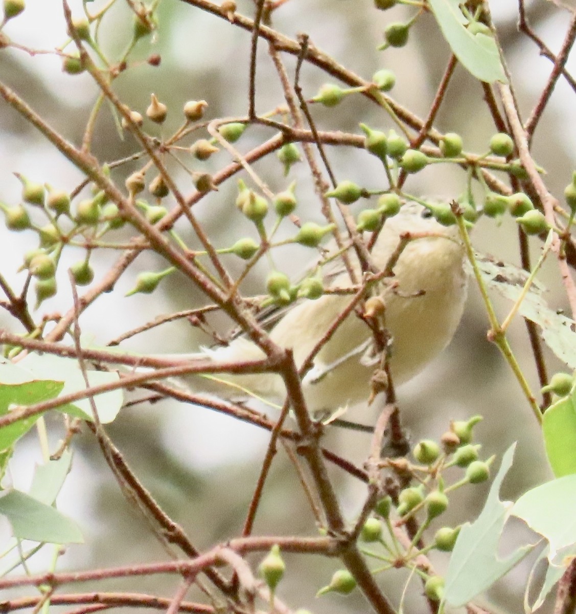 Lucy's Warbler - ML642603148