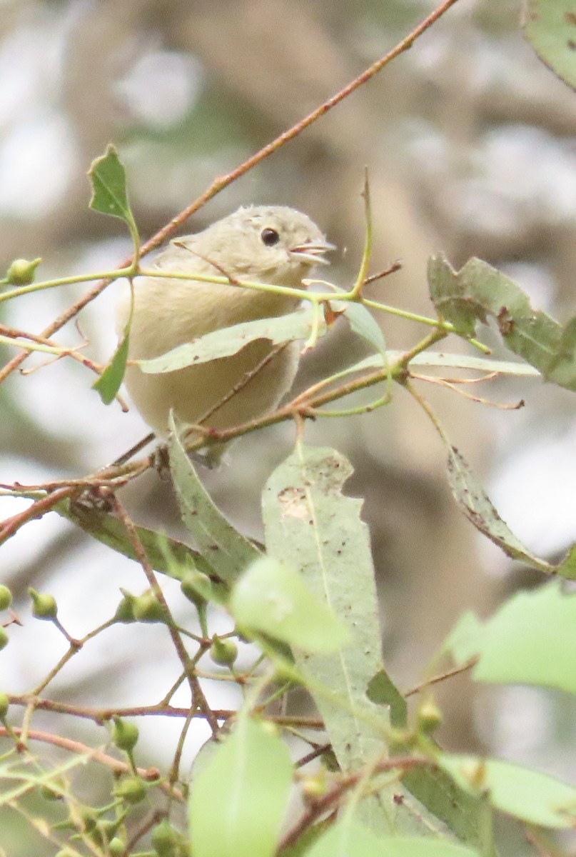 Lucy's Warbler - ML642603149