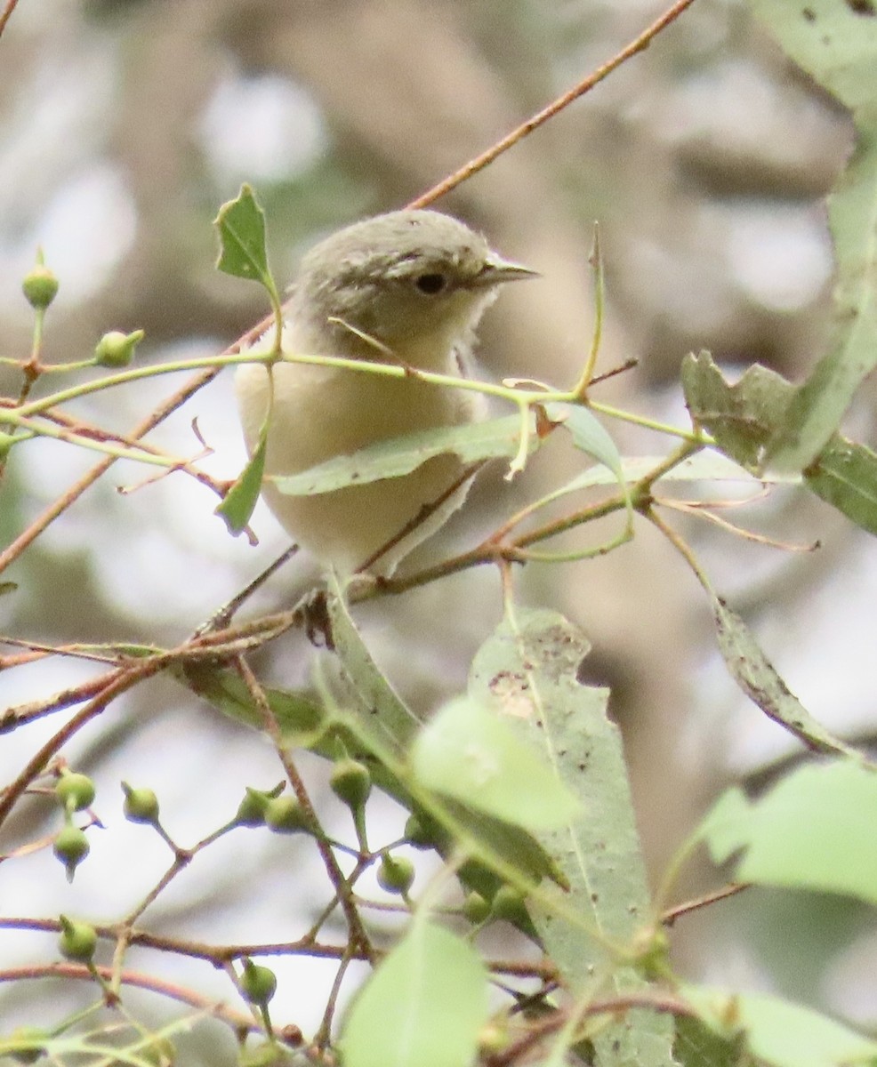 Lucy's Warbler - ML642603150