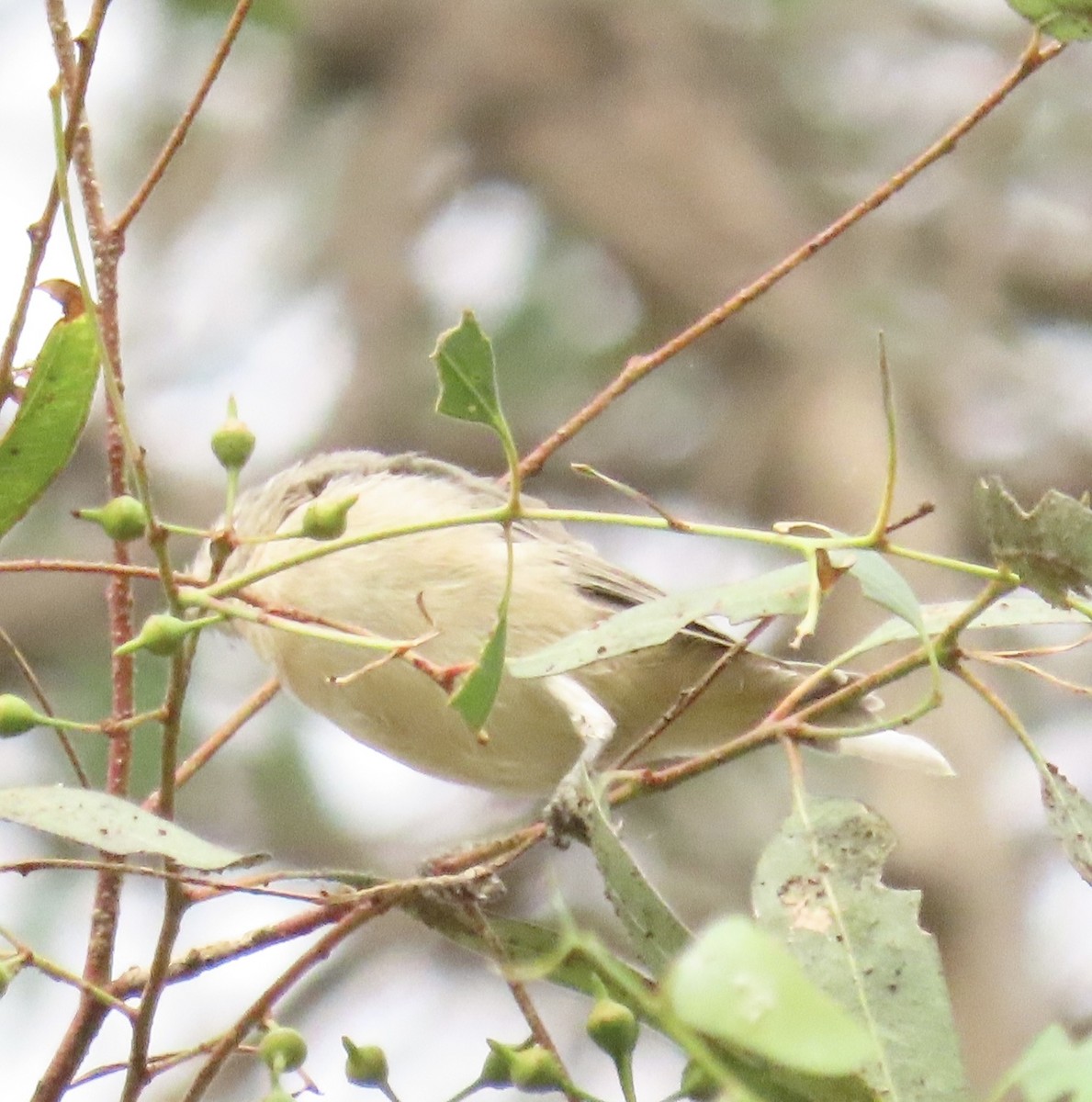 Lucy's Warbler - ML642603151