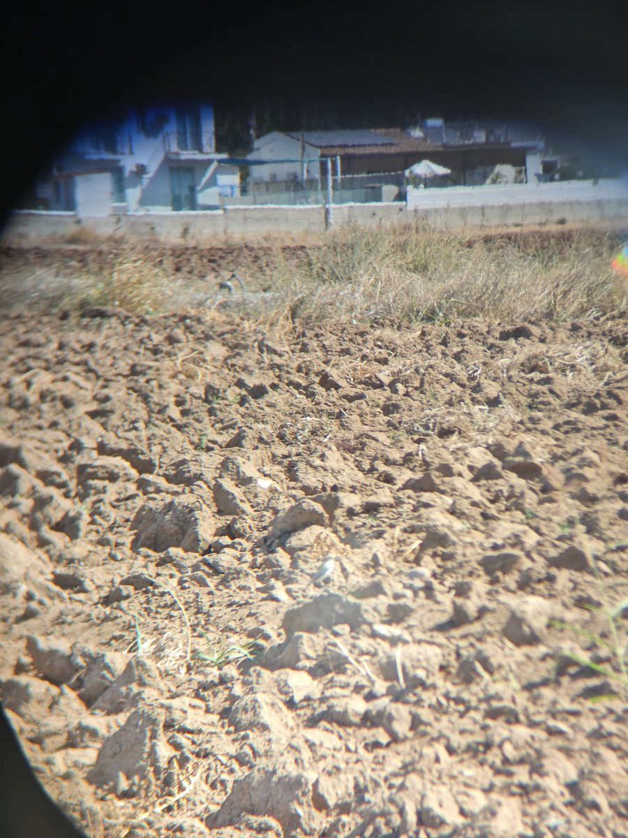 Desert Wheatear - ML642603162