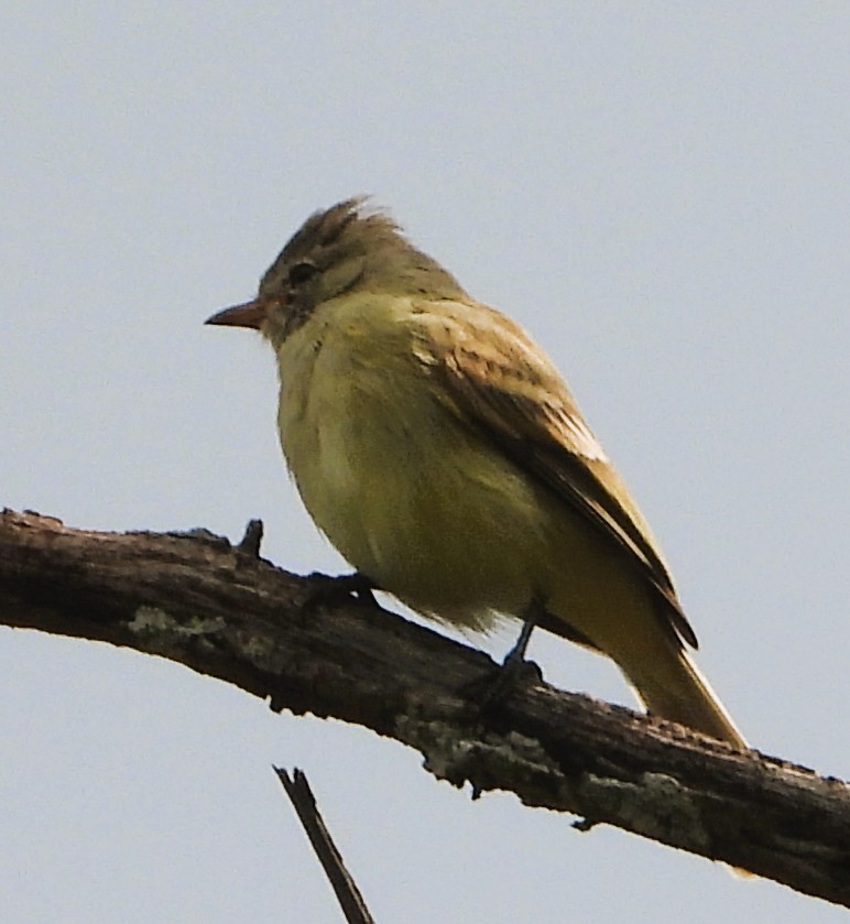 Northern Beardless-Tyrannulet - ML642603181