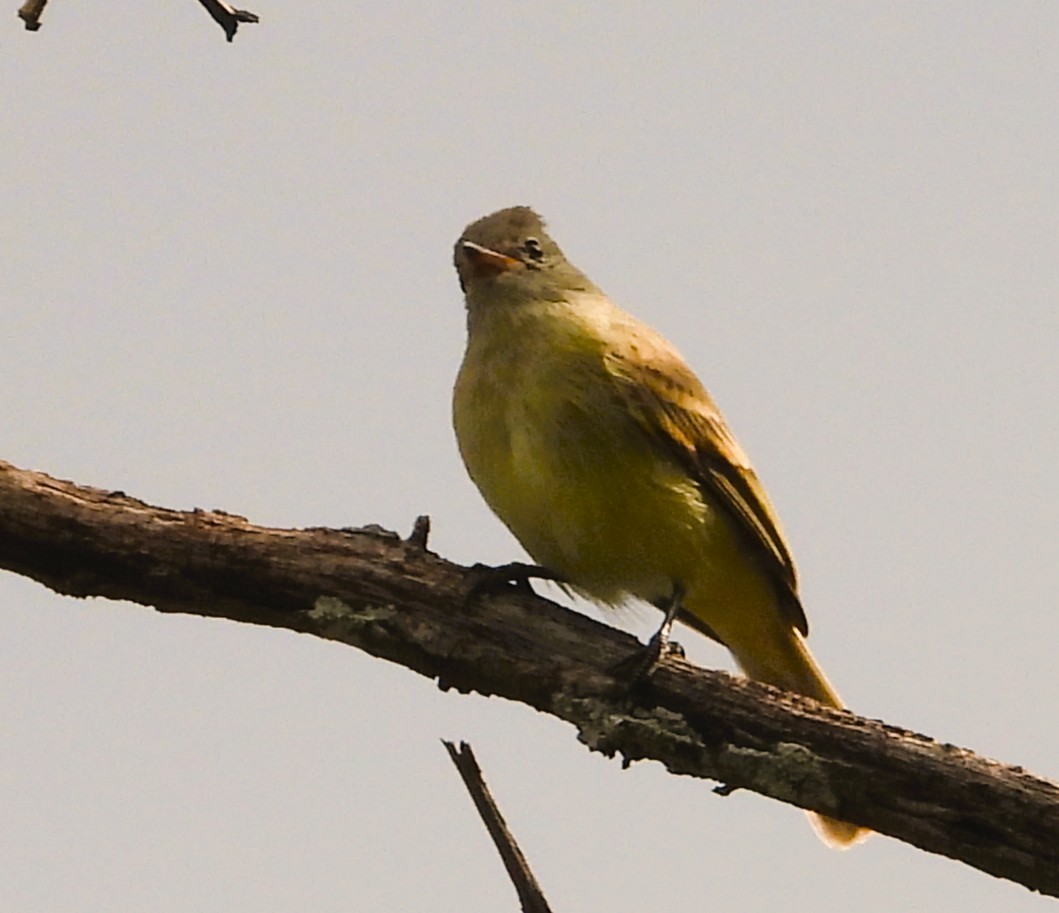 Northern Beardless-Tyrannulet - ML642603183