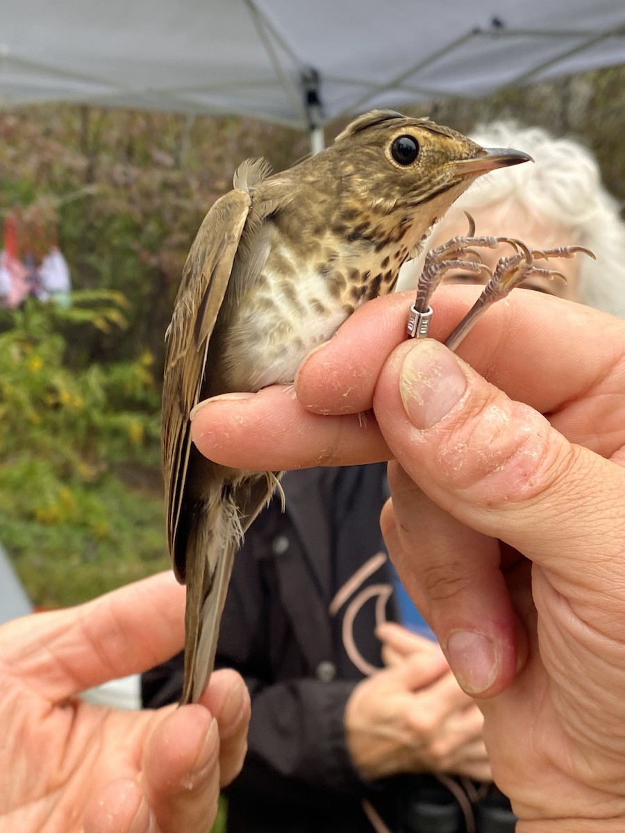 Swainson's Thrush (Olive-backed) - ML642603184