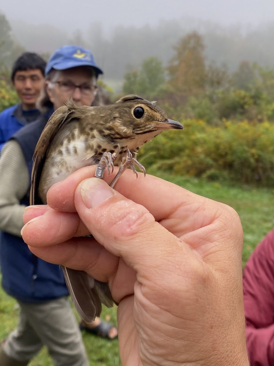 Swainson's Thrush (Olive-backed) - ML642603185