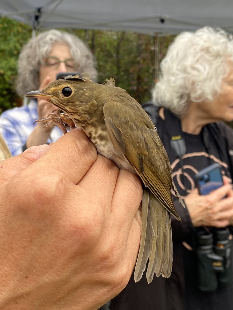 Swainson's Thrush (Olive-backed) - ML642603186