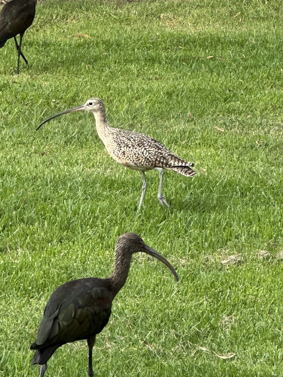 Long-billed Curlew - ML642603190