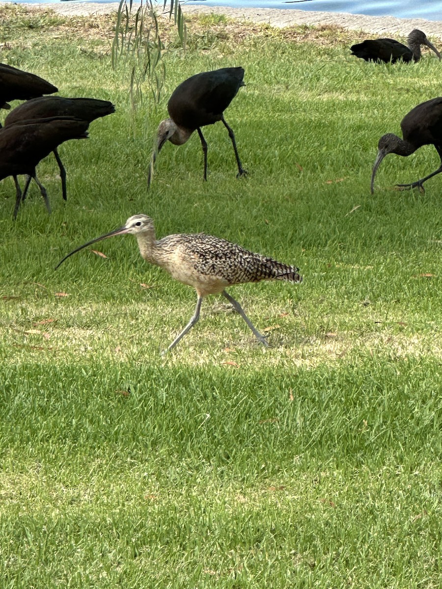 Long-billed Curlew - ML642603191