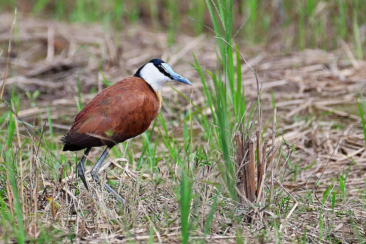 African Jacana - ML642603195