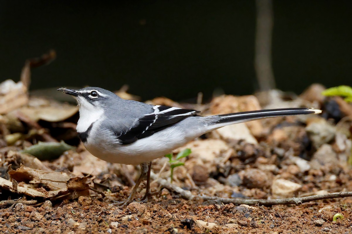Mountain Wagtail - ML642603204