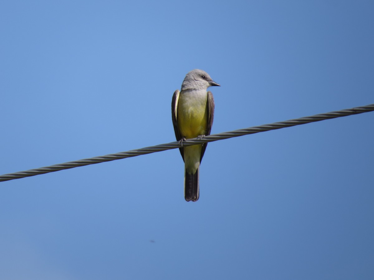 Western Kingbird - ML642603226