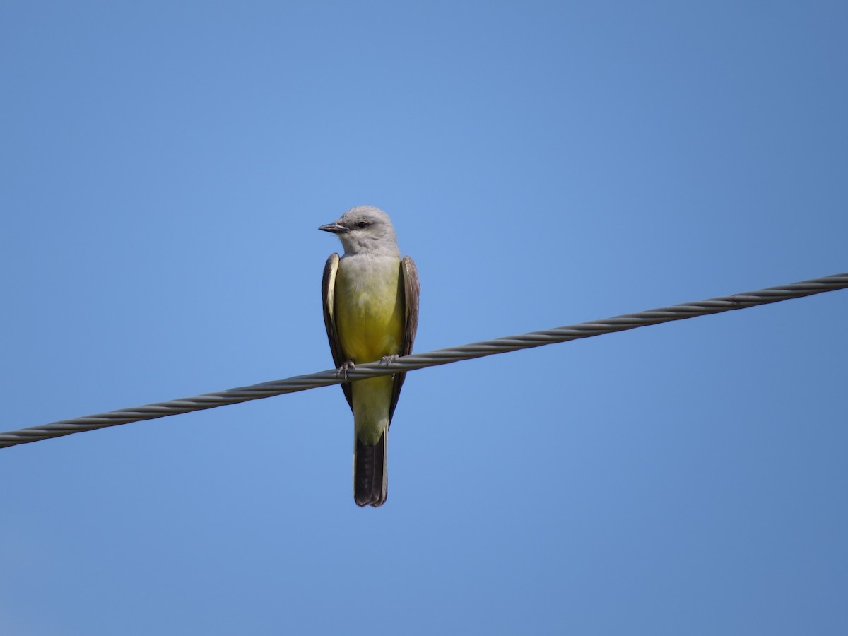 Western Kingbird - ML642603228