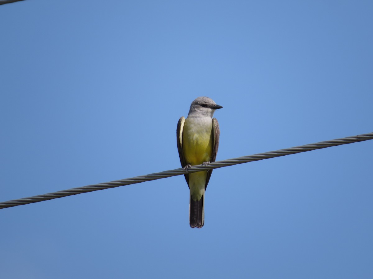 Western Kingbird - ML642603229