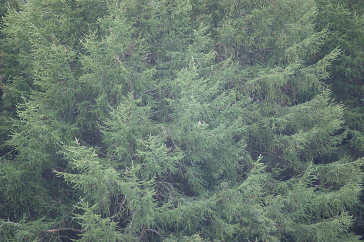 Eurasian Kestrel - ML642603242