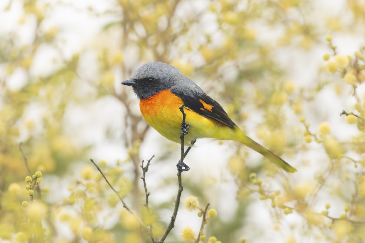Small Minivet - ML642603253
