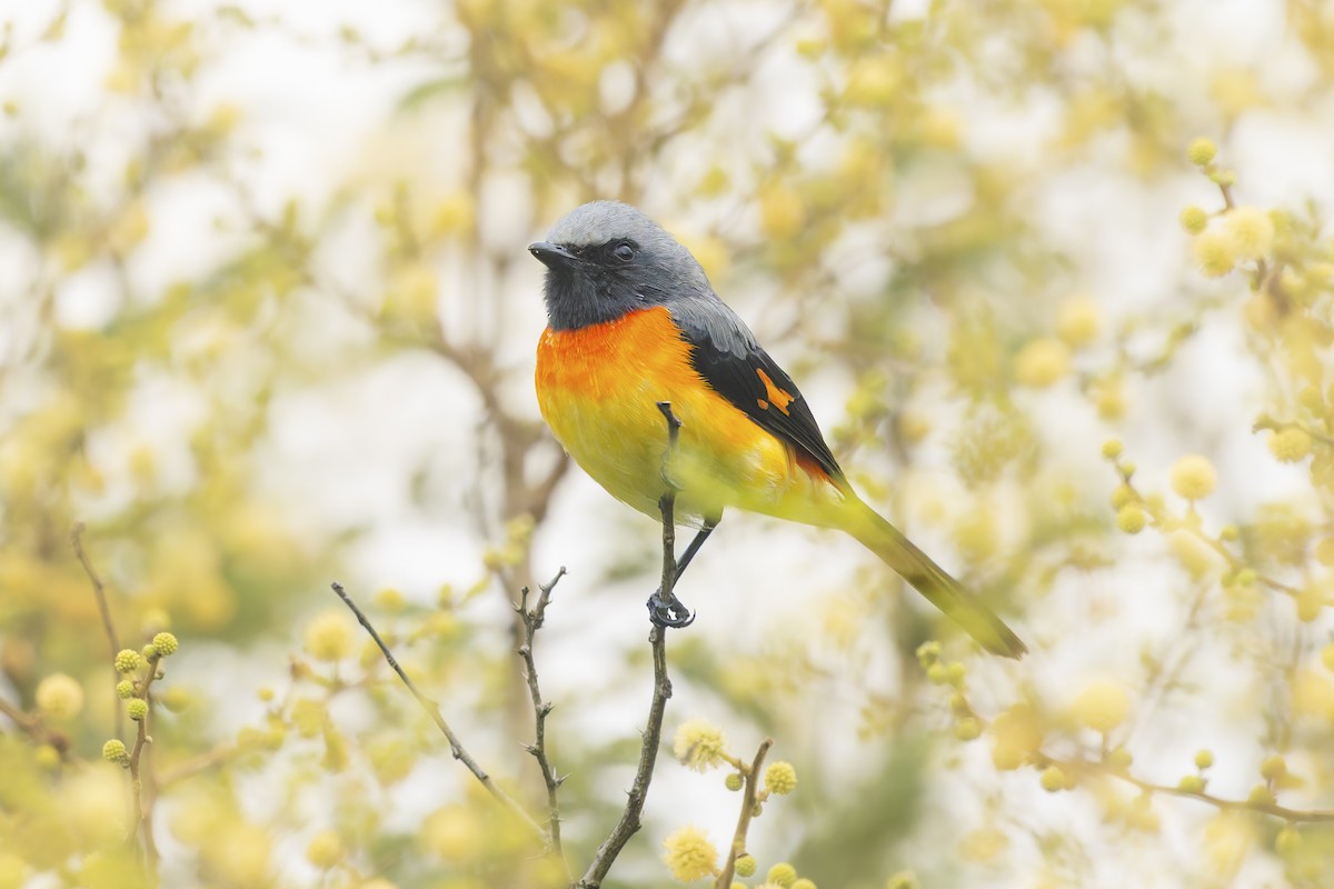 Small Minivet - ML642603254