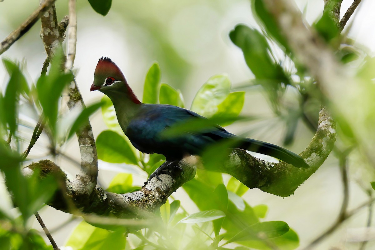Fischer's Turaco - ML642603266