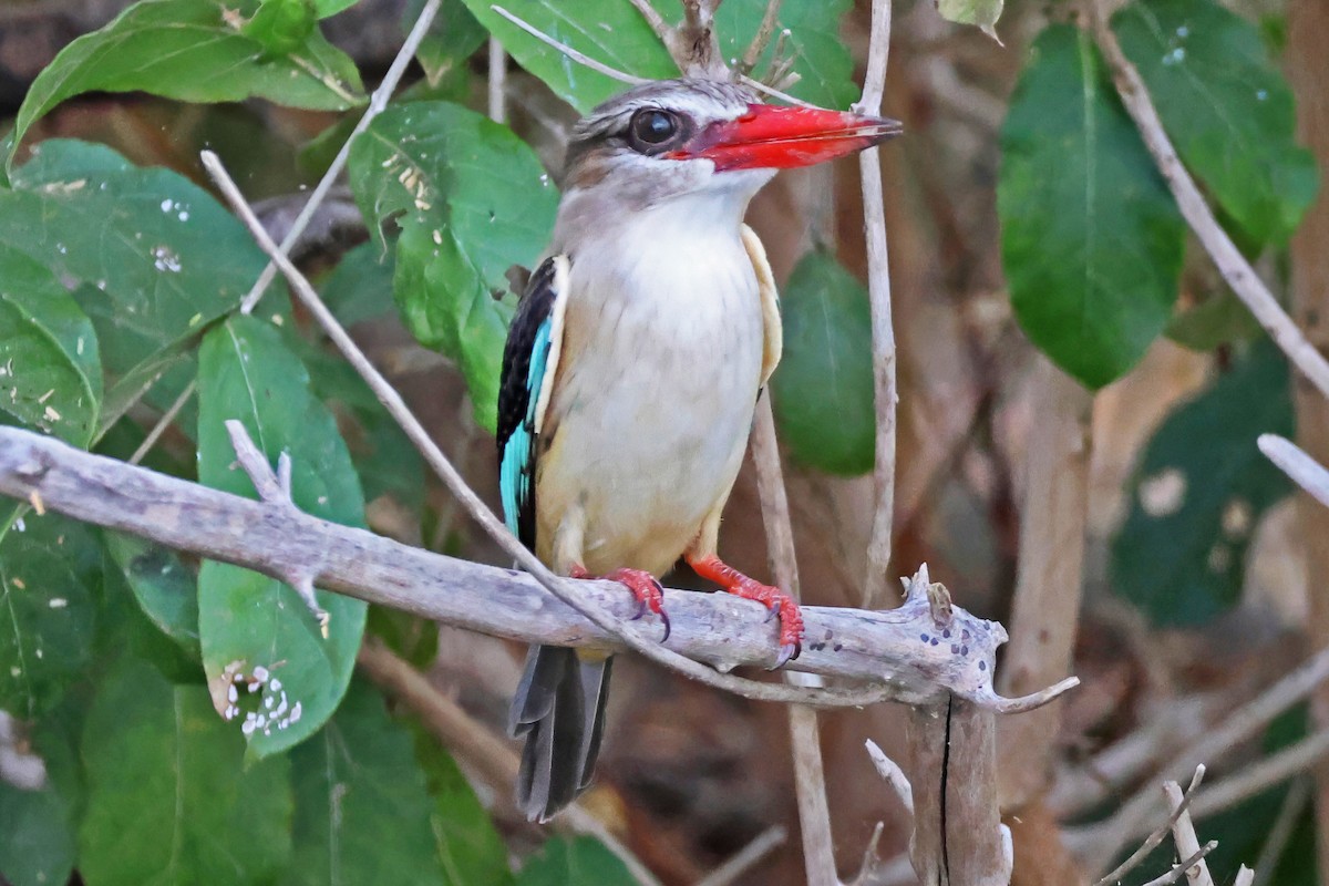 Brown-hooded Kingfisher - ML642603270