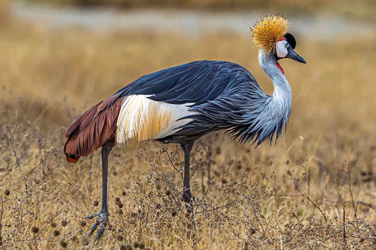 Gray Crowned-Crane - ML642603281