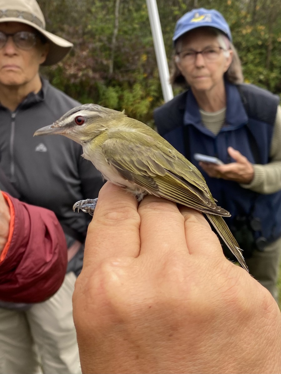 Red-eyed Vireo - ML642603289