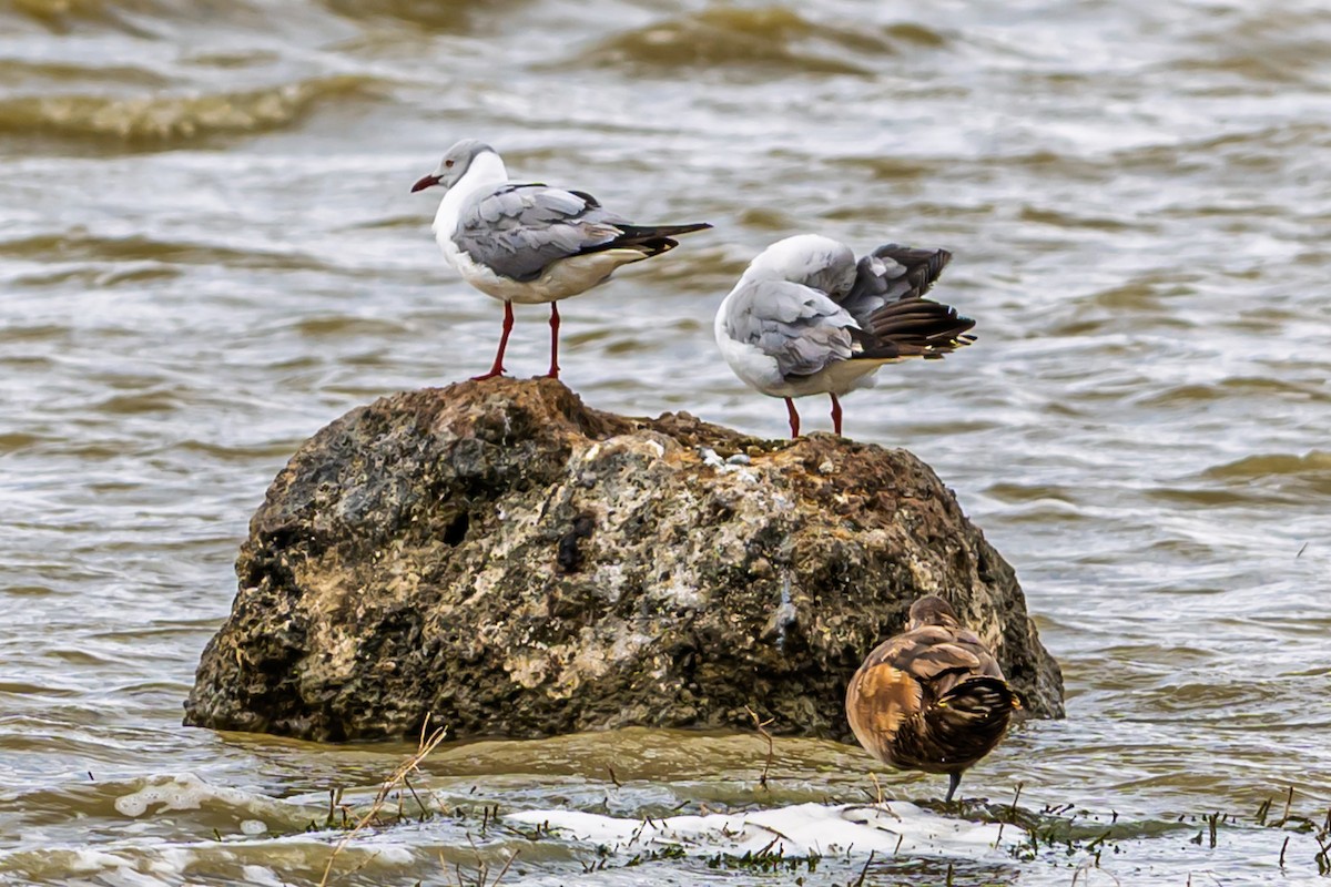 Gray-hooded Gull - ML642603291