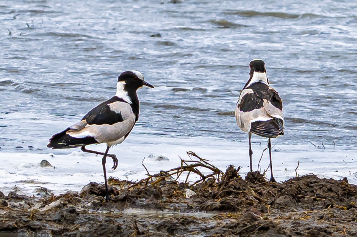 Blacksmith Lapwing - ML642603300