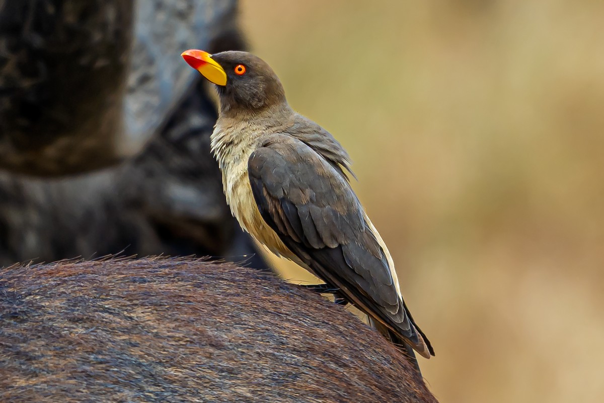 Yellow-billed Oxpecker - ML642603367