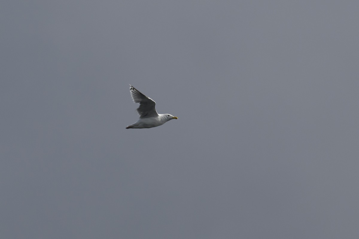Glaucous-winged Gull - ML642603380