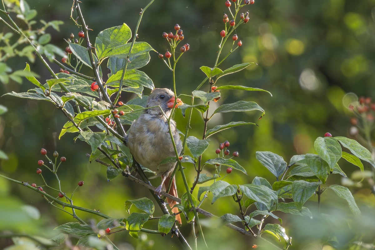 Northern Cardinal - ML642603391