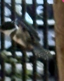 Belted Kingfisher - ML642603459