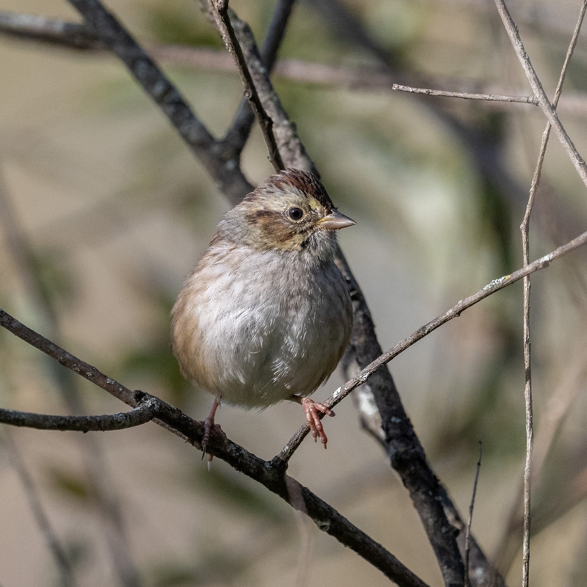 Swamp Sparrow - ML642603477