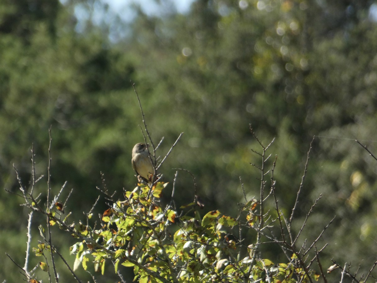 Dickcissel - ML642603514