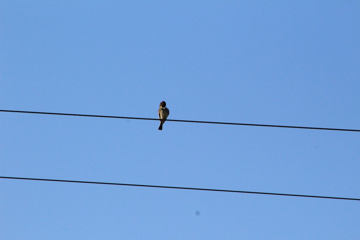 Eastern Phoebe - ML642603520